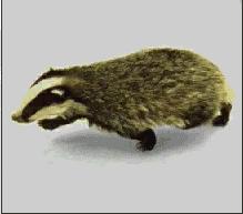 badger.jpg