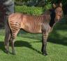 Zorse 2