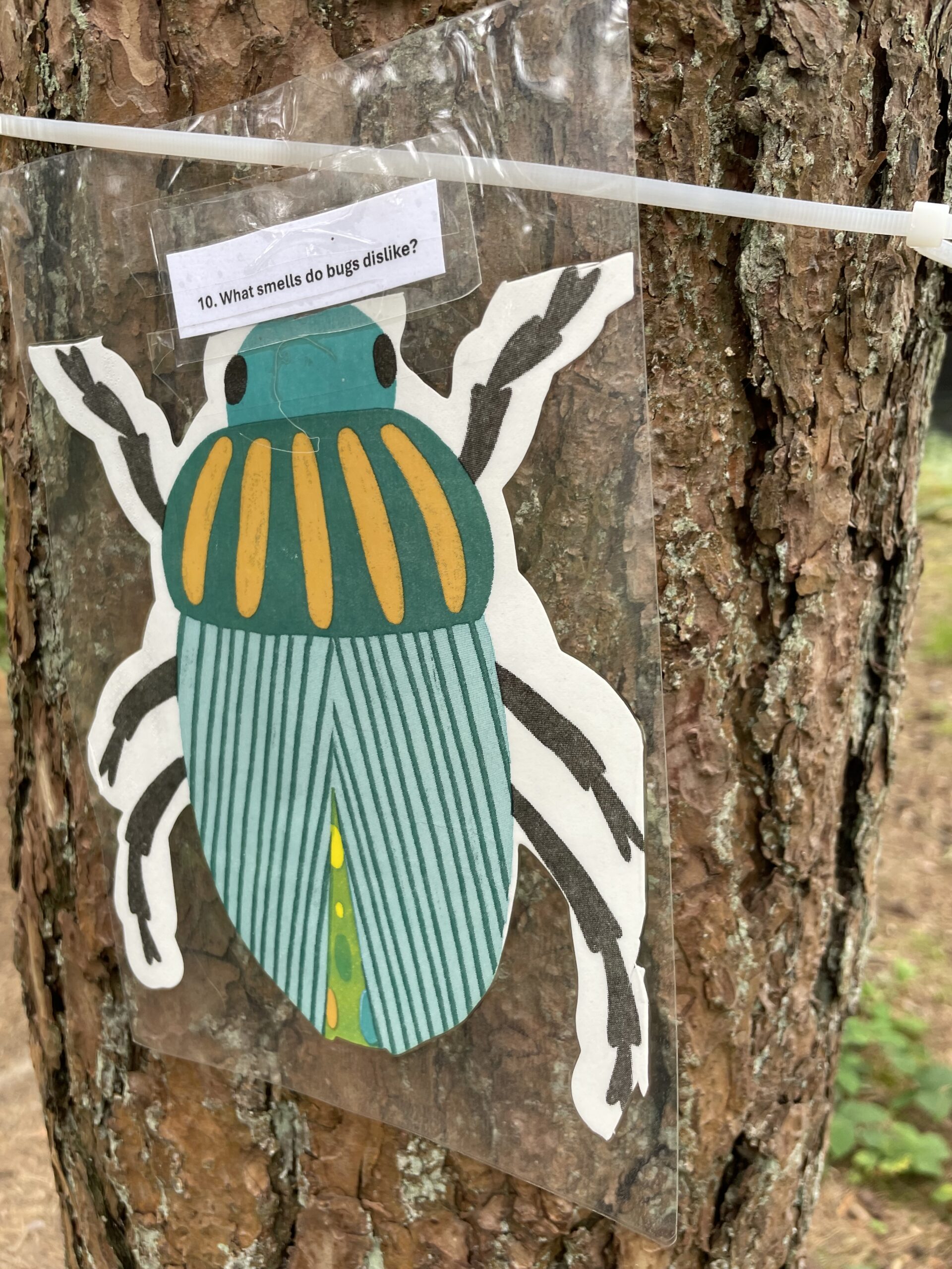 What smells do bugs dislike? PouringBeans